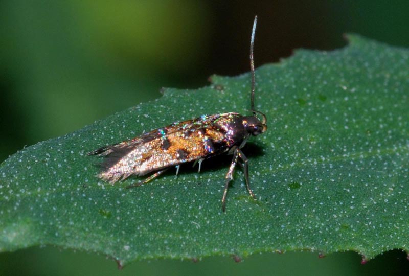 Cosmopterigidae da conf. e det.